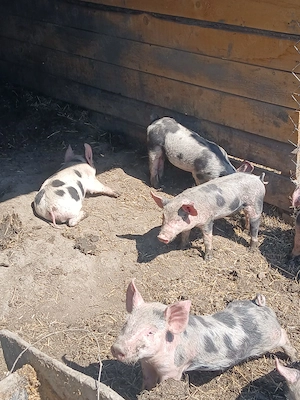 Vând purcei vârstă 6,7 săptămâni preț 400 de lei - imagine 3