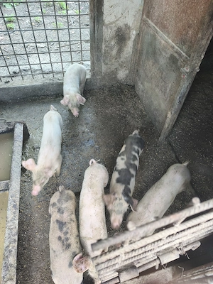 Vând purcei petrean cu landras 