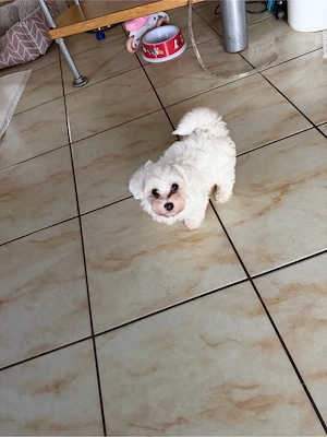 Bichon maltez maltese toy - imagine 4
