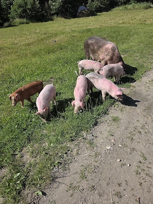 purcei si mama cu purcei