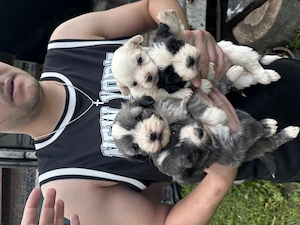 Donez caini Bichon Maltez - imagine 5