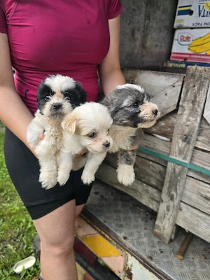 Donez caini Bichon Maltez - imagine 2