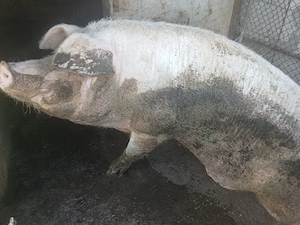 scroafă de vânzare