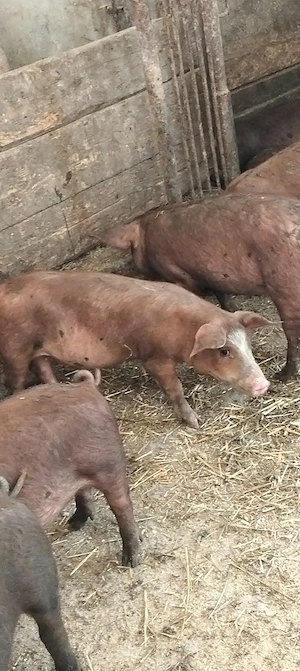 Șoldani durok,de 3 luni - imagine 2