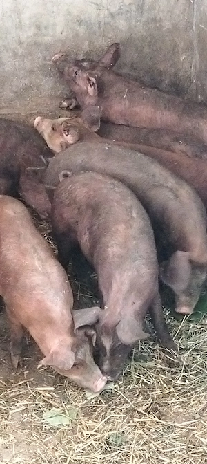 Șoldani durok
