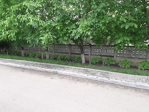 Vând grădină în Tg.Frumos