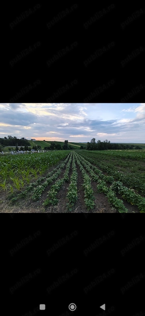 Vând teren intravilan Bosanci, jud. Suceava, Suprafață 26 ari, 3500E ar - imagine 2