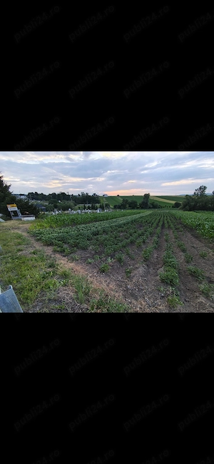 Vând teren intravilan Bosanci, jud. Suceava, Suprafață 26 ari, 3500E ar - imagine 4