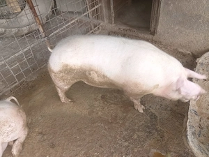 porc crescut bio - imagine 3
