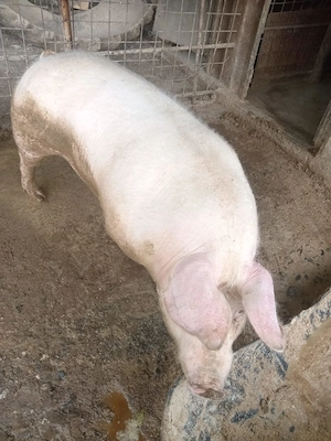 porc crescut bio