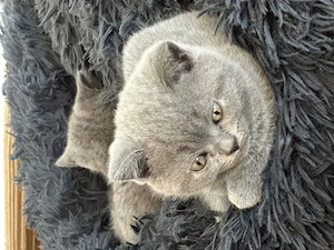 Puiuți British și Scottish fold  - imagine 2