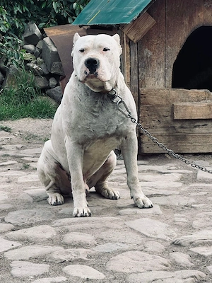 Pui Dog Argentinian - imagine 4