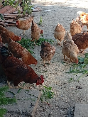 Gaini de casă tineret 