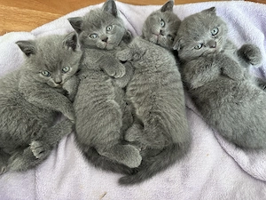 Puiuți British și Scottish fold  - imagine 5