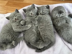 Puiuți British și Scottish fold  - imagine 3