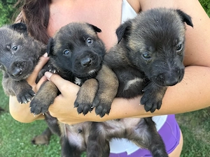 Vand catei malinois belgian - imagine 3