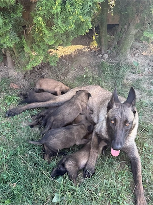 Vand catei malinois belgian - imagine 4