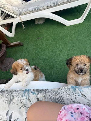 pui bichon colorati 
