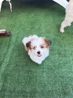 pui bichon colorati  - imagine 3