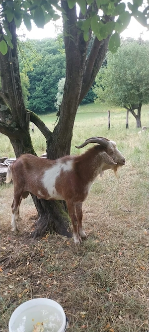 Vrea sa schimbe casa 