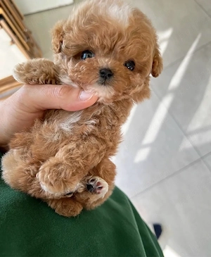 Maltipoo Mini Toy culoarea Caramel 9 saptamani