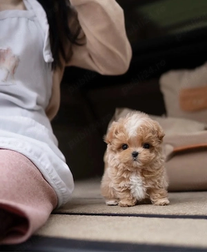 Maltipoo Toy varianta Teddy Bear Cappucino - imagine 3