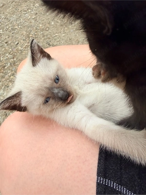 Pisica Siamese blue point - imagine 2