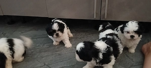 ShiTzu adorabili pui