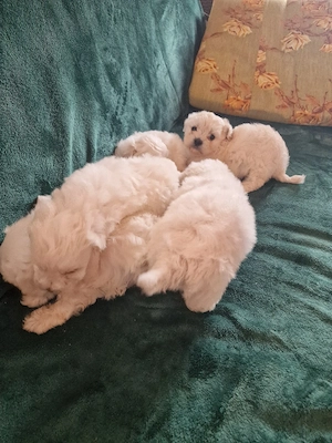 Vand căței Bichon   - imagine 2