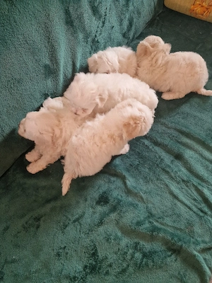 Vand căței Bichon   - imagine 3