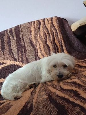 Bichon femela  - imagine 3