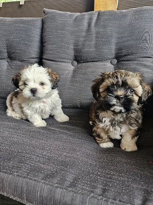 Shih tzu    