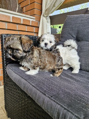 Shih tzu   