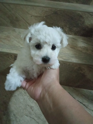 Cățelușa Bichon Maltese - imagine 4