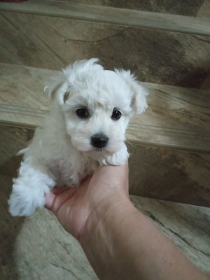 Cățelușa Bichon Maltese - imagine 2