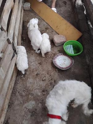 Vind Bichon