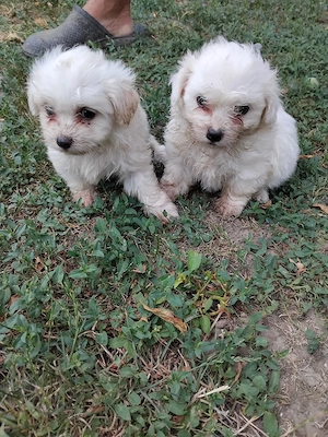 Vind Bichon - imagine 2