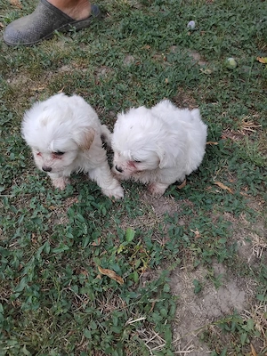 Vind Bichon - imagine 3