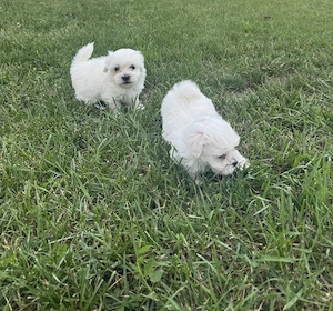  Puiuți Bichon Maltez   7 săptămâni  - imagine 2