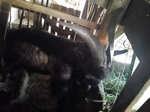 Tap si capra alpin metis
