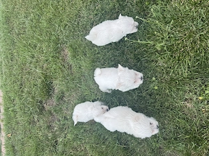  Puiuți Bichon Maltez   7 săptămâni  - imagine 5