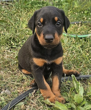 Pui doberman  - imagine 5