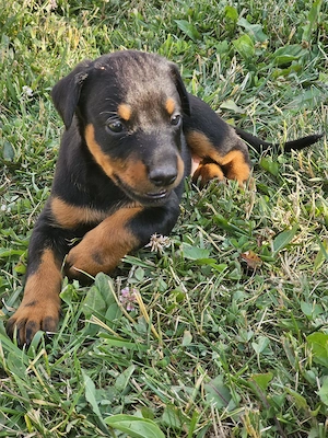 Pui doberman  - imagine 3
