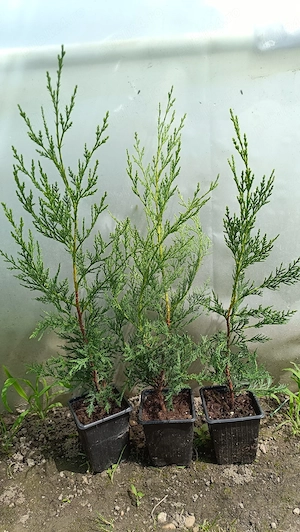 Chiparos Leylandii