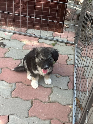 catelusa talie mica spre adoptie - imagine 3