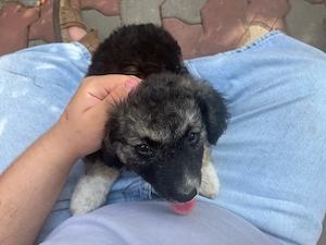 catelusa spre adoptie