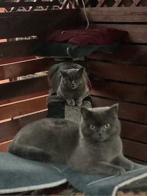 Pisici british shorthair bicolor si blue - imagine 2