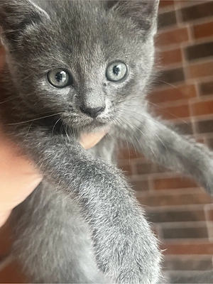 Pisici british shorthair bicolor si blue - imagine 4