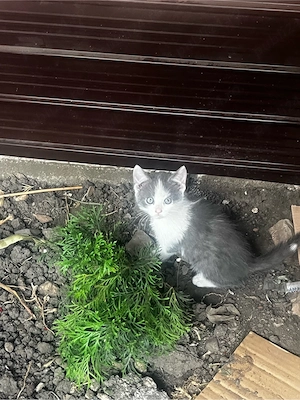 Pisici british shorthair bicolor si blue - imagine 3