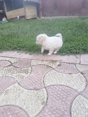 Bichon crem și unul negru  - imagine 5